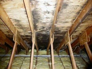 Black Mold developing in attic